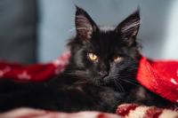 Polydactyl Maine Coon Kitten’s Giant Paws Look More Like Fluffy Black Bear Mitts