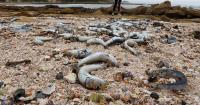 Pilchard virus will hit prices, economy and other marine life