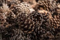 Pine cone harvest offers Belgium a natural defence against climate change