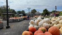 Pa. farmers face crop losses, rising diesel costs as fall celebrations begin