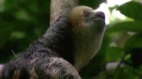 Florida proposes stricter rules for sloth care after deaths at Sloth World