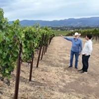 Crisis hits Napa Valley as ranches left to rot while wine industry teeters on a knife's edge