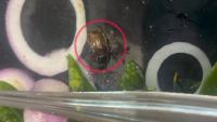 Food Safety: Kozhikode Hotel Shut Down After Cockroach Found in Biryani!