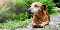 The 22 Healthiest Dog Breeds That Will Be By Your Side for a Long Time