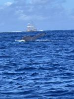 Te Ipukarea Society: Humpback whales return to the Cook Islands