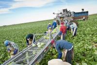 Water cuts for Arizona farmers haven't hit hard yet, but they may soon