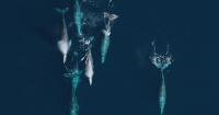 Scientists gathering in Newport say gray whales won’t go extinct, but declining numbers are a warning