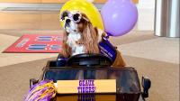 Baton Rouge therapy dog named semifinalist for Hero Dog Award