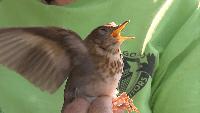 ‘High' bird migration alert continues as millions fly over Chicago area