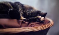 Black and Orange Maine Coon’s Tiny ‘Jack-o’-Lantern’ Kittens Are All Treats, No Tricks