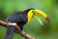 I braved spiders, snakes and stinging ants in Costa Rica’s rainforest