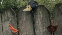 92 Funny Photos Of Animals Stuck In The Most Random Places Waiting Helplessly For Assistance