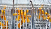 Tiny Metal Cages Could Transform Food Industry Enzymes Into Reusable Powerhouses