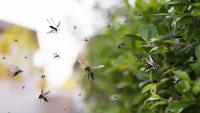 Gardening: Mosquitos, Zika and dengue – An ounce of prevention can save your life