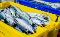 Why Iceland Chose Fish Over European Alliances