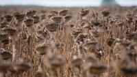 Estate reveals award-winning approach to arable and nature