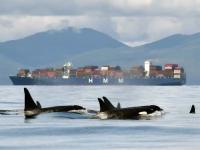 Opinion: Why Canada's new pipeline proposal threatens the Salish Sea 