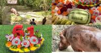 HIPPO birthday, Mae Mali! – Thailand’s much-loved, oldest hippopotamus turns 61 years young