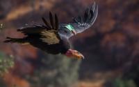 California Sues over Trump Administration’s Attempt to Weaken Endangered Species Act