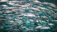 Tinned ‘mackerel’ sold in UK supermarkets now contains an entirely different fish