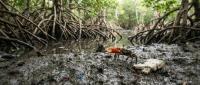 Fiddler Crabs Are Shredding Microplastics in Colombia’s Mangroves