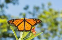 Biodiversity action plan for Mayo gets public endorsement