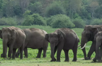 Activists Flag Transfer of Five Young Elephants from Assam to Tamil...