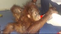 Indonesia: Working with authorities in India to repatriate smuggled orangutans