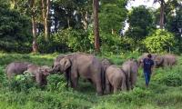Assam elephant transfers under scrutiny as activists seek HPC intervention