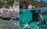 Swimming pigs become tourist attraction on Greek island