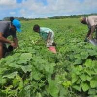 JAMAICA-Local farmers to get first preference in supplying tourism sector