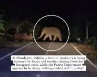 ‘This Is Harassment, Not Tourism’! Odisha Elephants Chased by Crowds for Social Media Videos