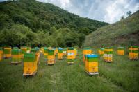Over 200,000 bee colonies find new home in Azerbaijan’s liberated territories