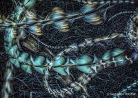 Australian Geographic Nature Photographer of the Year