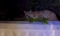 Leopard Spotted on Retaining Wall Near Bannari Amman Temple