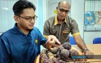 General : Kedah-Siam War Relics Find New Home At Kota Kuala Kedah Museum