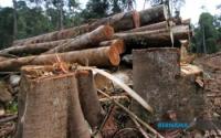 Business : Timber Exports Reach RM9.4 Bln For January-June 2026