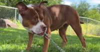 Honolulu foster volunteer adopts sibling pups, plans to train them as service dogs