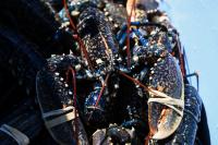 Ecréhous ‘no-pot’ zone expanded in bid to protect fishing industry