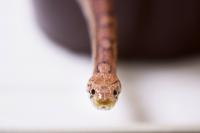 German woman caught stuffing pet snake in train bin after it became 'too boring and too expensive'