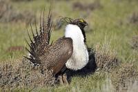 Guest opinion: Trump administration legalizes extinction of sage-grouse