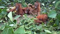 Orangutan trail puts Odisha’s wildlife trafficking network under scanner