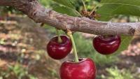 South African cherries win first China market access