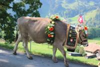 A Swiss spectacle