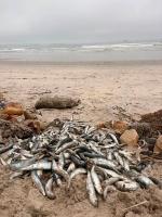 Sardine deaths stretch 2,600km due to possible pilchard herpesvirus