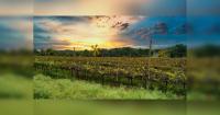 Sula Vineyards launches digital platform for hospitality and wine tourism