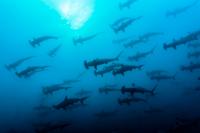 Shark Niño: Does El Niño alter shark behavior in Florida?