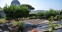 Vatican vegetable garden goes 100% organic