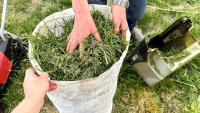 Is It Safe To Use Grass Clippings From Treated Lawns In Garden Beds?