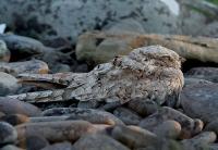 NATURE: The first Egyptian nightjar recorded in the British Isles more than a century ago was shot and taxidermied